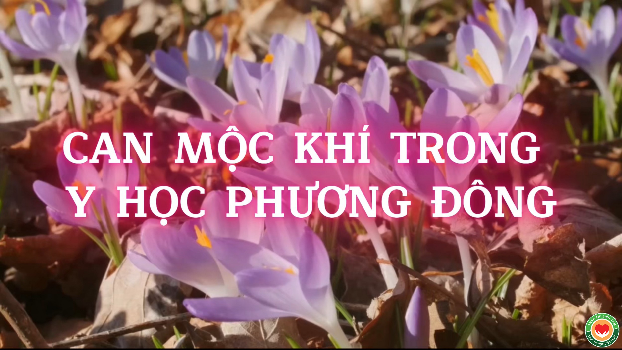 Năng Lượng Cây – Can Mộc Khí Trong Y Học Phương Đông (Bài 01)