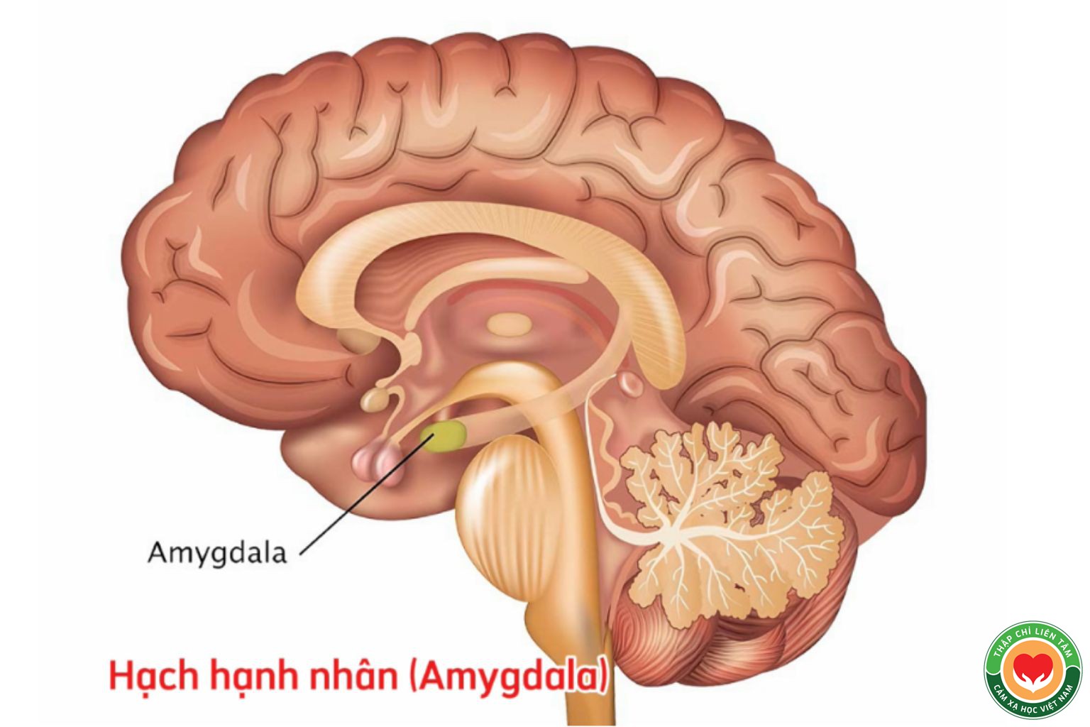 Theo Dõi Sức Khỏe Cảm Xúc: Hướng Dẫn Toàn Diện (bài 5)