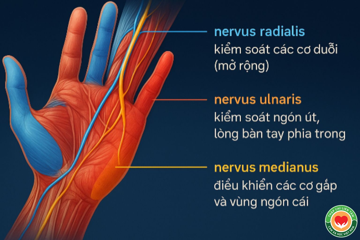 Vai Trò Của Giải Phẫu Học Thần Kinh Trong Thuật Xem Chỉ Tay (bài 6)