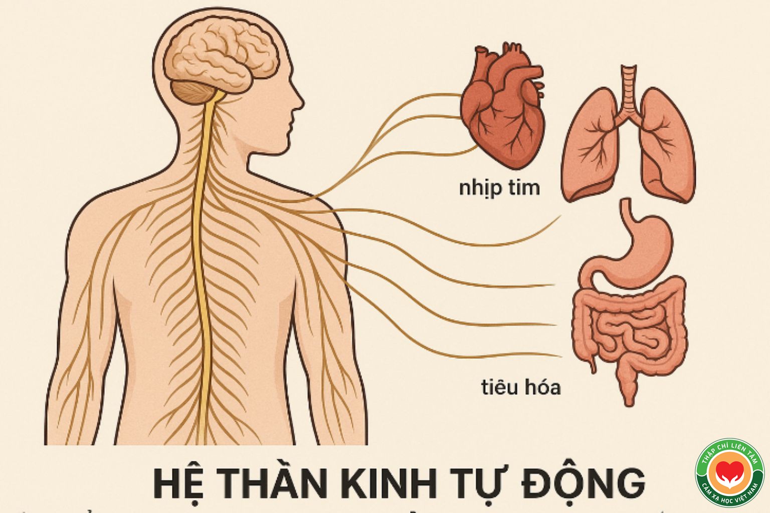 Hệ Thần Kinh Thực Vật: Hiểu Đúng Giao Cảm & Đối Giao Cảm Để Cân Bằng (bài 19)