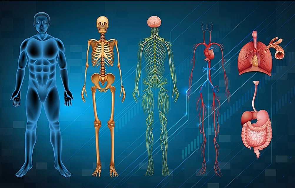 Từ Lực Od Của Reichenbach Đến Điện Sinh Lý Học Của Baines (bài 2)