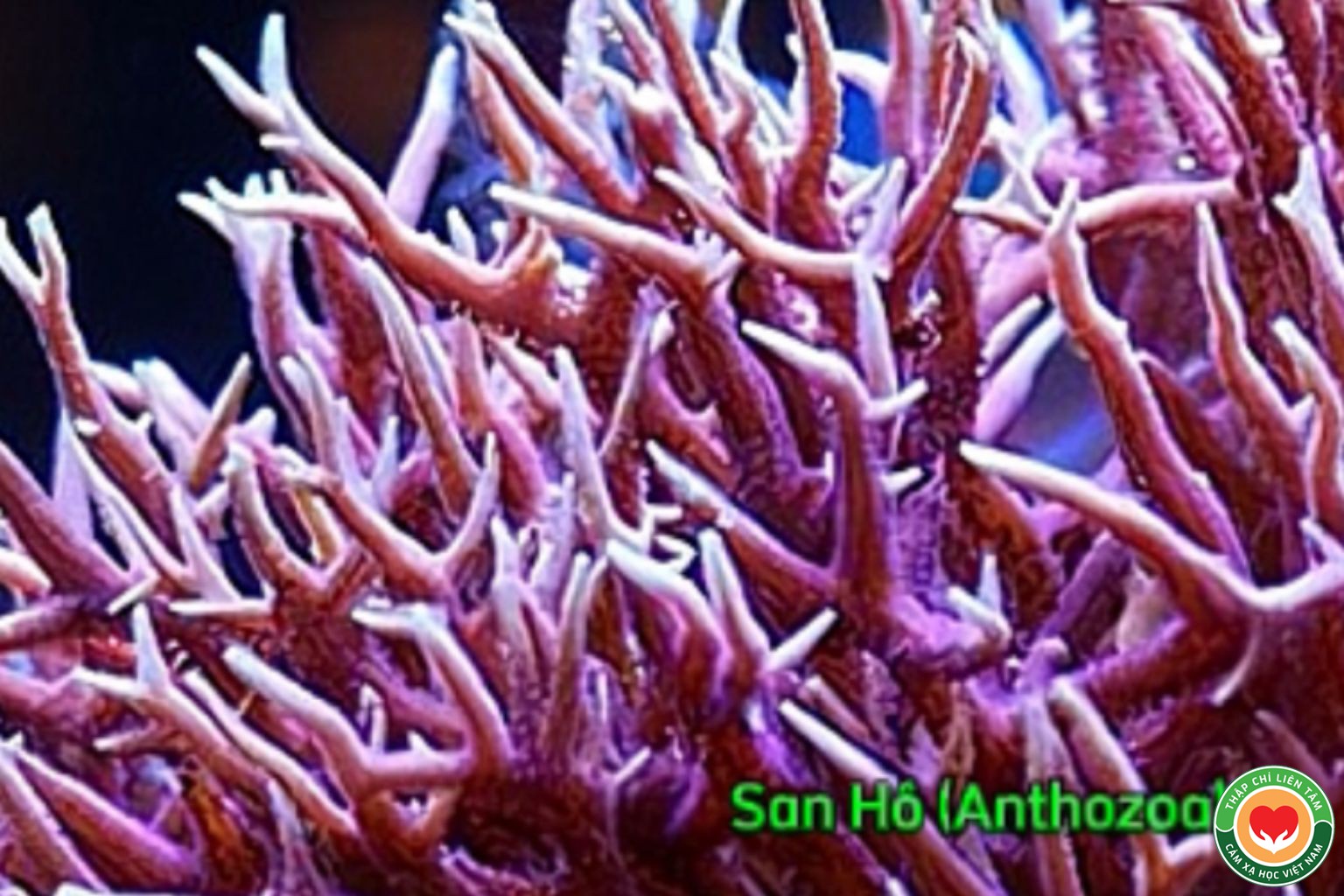 San Hô (Anthozoa): Ý Nghĩa, Tác Dụng và Ứng Dụng Trong Thạch Trị Liệu (bài 53))