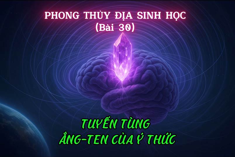 Tuyến Tùng – Ăng-ten Của Ý Thức Cánh Cửa Vao Thế Giới Năng Lượng Vi Tế (Bài 30)