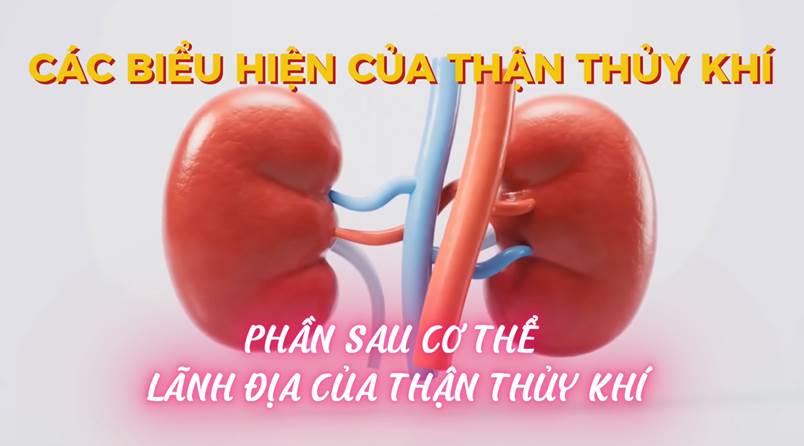 Các Biểu Hiện Của Thận Thủy Khí (Bài 03)